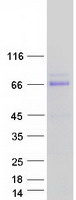 ATF7 Protein - Purified recombinant protein ATF7 was analyzed by SDS-PAGE gel and Coomassie Blue Staining