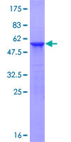 ATG10 Protein - 12.5% SDS-PAGE of human ATG10 stained with Coomassie Blue