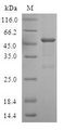 ATG10 Protein - (Tris-Glycine gel) Discontinuous SDS-PAGE (reduced) with 5% enrichment gel and 15% separation gel.