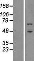 ATG16L1 / ATG16L Protein - Western validation with an anti-DDK antibody * L: Control HEK293 lysate R: Over-expression lysate