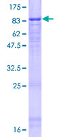 ATG16L1 / ATG16L Protein - 12.5% SDS-PAGE of human ATG16L1 stained with Coomassie Blue
