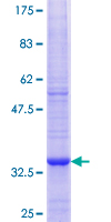 ATG16L1 / ATG16L Protein - 12.5% SDS-PAGE Stained with Coomassie Blue.