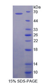 ATG16L1 / ATG16L Protein - Recombinant  Autophagy Related Protein 16 Like Protein 1 By SDS-PAGE