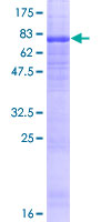 ATG18 / WIPI1 Protein - 12.5% SDS-PAGE of human WIPI1 stained with Coomassie Blue