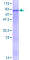 ATG18 / WIPI1 Protein - 12.5% SDS-PAGE of human WIPI1 stained with Coomassie Blue