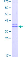 ATG18 / WIPI1 Protein - 12.5% SDS-PAGE Stained with Coomassie Blue.