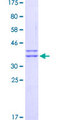 ATG18 / WIPI1 Protein - 12.5% SDS-PAGE Stained with Coomassie Blue.