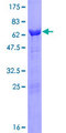 ATG3 Protein - 12.5% SDS-PAGE of human ATG3 stained with Coomassie Blue