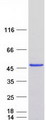 ATG3 Protein - Purified recombinant protein ATG3 was analyzed by SDS-PAGE gel and Coomassie Blue Staining