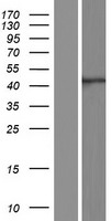 ATG4A Protein - Western validation with an anti-DDK antibody * L: Control HEK293 lysate R: Over-expression lysate