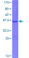 ATG4D Protein - 12.5% SDS-PAGE of human ATG4D stained with Coomassie Blue