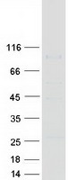 ATG9A Protein - Purified recombinant protein ATG9A was analyzed by SDS-PAGE gel and Coomassie Blue Staining