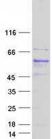 ATL1 Protein - Purified recombinant protein ATL1 was analyzed by SDS-PAGE gel and Coomassie Blue Staining