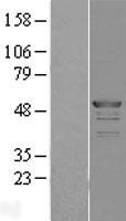 ATOH1 / MATH-1 Protein - Western validation with an anti-DDK antibody * L: Control HEK293 lysate R: Over-expression lysate