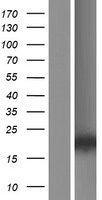 ATOH7 / MATH5 Protein - Western validation with an anti-DDK antibody * L: Control HEK293 lysate R: Over-expression lysate