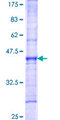 ATP11C Protein - 12.5% SDS-PAGE Stained with Coomassie Blue.