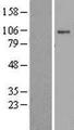ATP1A2 Protein - Western validation with an anti-DDK antibody * L: Control HEK293 lysate R: Over-expression lysate