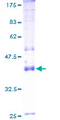 ATP1A4 Protein - 12.5% SDS-PAGE of human ATP1A4 stained with Coomassie Blue