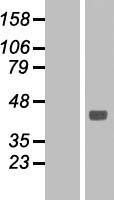 ATP1B1 Protein - Western validation with an anti-DDK antibody * L: Control HEK293 lysate R: Over-expression lysate