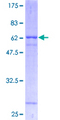 ATP1B1 Protein - 12.5% SDS-PAGE of human ATP1B1 stained with Coomassie Blue