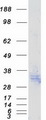 ATP1B3 Protein - Purified recombinant protein ATP1B3 was analyzed by SDS-PAGE gel and Coomassie Blue Staining