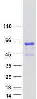 ATP1B4 Protein - Purified recombinant protein ATP1B4 was analyzed by SDS-PAGE gel and Coomassie Blue Staining