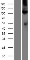 ATP2A1 / SERCA1 Protein - Western validation with an anti-DDK antibody * L: Control HEK293 lysate R: Over-expression lysate