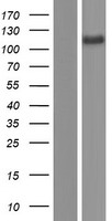 ATP2A3 / SERCA3 Protein - Western validation with an anti-DDK antibody * L: Control HEK293 lysate R: Over-expression lysate