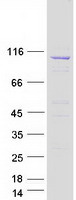 ATP2A3 / SERCA3 Protein - Purified recombinant protein ATP2A3 was analyzed by SDS-PAGE gel and Coomassie Blue Staining
