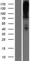 ATP2B4 / PMCA4 Protein - Western validation with an anti-DDK antibody * L: Control HEK293 lysate R: Over-expression lysate