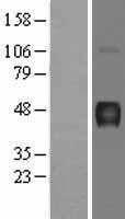 ATP4B Protein - Western validation with an anti-DDK antibody * L: Control HEK293 lysate R: Over-expression lysate