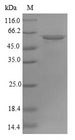 ATP5A1 / ATP Synthase Alpha Protein - (Tris-Glycine gel) Discontinuous SDS-PAGE (reduced) with 5% enrichment gel and 15% separation gel.
