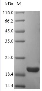 ATP5D Protein - (Tris-Glycine gel) Discontinuous SDS-PAGE (reduced) with 5% enrichment gel and 15% separation gel.