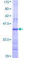 ATP5F1 Protein - 12.5% SDS-PAGE Stained with Coomassie Blue.