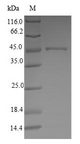 ATP5H Protein - (Tris-Glycine gel) Discontinuous SDS-PAGE (reduced) with 5% enrichment gel and 15% separation gel.