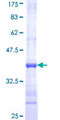 ATP5J Protein - 12.5% SDS-PAGE Stained with Coomassie Blue.
