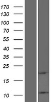 ATP5L2 Protein - Western validation with an anti-DDK antibody * L: Control HEK293 lysate R: Over-expression lysate