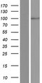 ATP6V0A4 Protein - Western validation with an anti-DDK antibody * L: Control HEK293 lysate R: Over-expression lysate