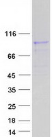 ATP6V0A4 Protein - Purified recombinant protein ATP6V0A4 was analyzed by SDS-PAGE gel and Coomassie Blue Staining