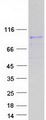 ATP6V0A4 Protein - Purified recombinant protein ATP6V0A4 was analyzed by SDS-PAGE gel and Coomassie Blue Staining