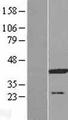 ATP6V0D1 Protein - Western validation with an anti-DDK antibody * L: Control HEK293 lysate R: Over-expression lysate