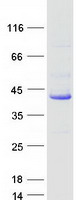 ATP6V0D1 Protein - Purified recombinant protein ATP6V0D1 was analyzed by SDS-PAGE gel and Coomassie Blue Staining