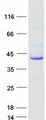 ATP6V0D1 Protein - Purified recombinant protein ATP6V0D1 was analyzed by SDS-PAGE gel and Coomassie Blue Staining