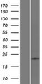 ATP6V0E2 Protein - Western validation with an anti-DDK antibody * L: Control HEK293 lysate R: Over-expression lysate