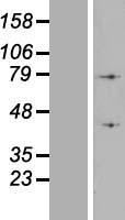 ATP6V1A1 / ATP6V1A Protein - Western validation with an anti-DDK antibody * L: Control HEK293 lysate R: Over-expression lysate