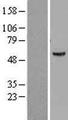 ATP6V1B1 Protein - Western validation with an anti-DDK antibody * L: Control HEK293 lysate R: Over-expression lysate