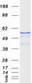 ATP6V1B1 Protein - Purified recombinant protein ATP6V1B1 was analyzed by SDS-PAGE gel and Coomassie Blue Staining