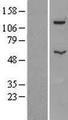ATP6V1B2 Protein - Western validation with an anti-DDK antibody * L: Control HEK293 lysate R: Over-expression lysate