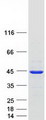 ATP6V1C1 Protein - Purified recombinant protein ATP6V1C1 was analyzed by SDS-PAGE gel and Coomassie Blue Staining