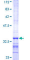 ATP6V1C2 Protein - 12.5% SDS-PAGE Stained with Coomassie Blue.